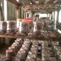 Produk Unggulan Supplier Bibit Kroto Super Stok Terbatas