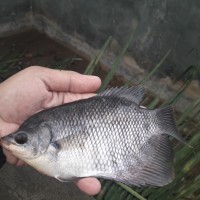 Bibit Ikan Gurame