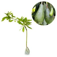PAKET 3 BIBIT TANAMAN BUAH ALPUKAT ALIGATOR