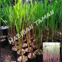 Tanaman sereh wangi