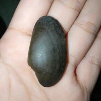 best seller 12pic fosil kerang atau kijing hitam