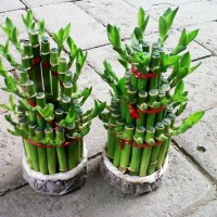 Bibit Tanaman Hias Bambu Hoki Rejeki (Lucky Bamboo) Pita Ribbon Plant