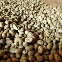 GreenBean Robusta biji kopi Lanang / peaberry 80% grade 1 Lampung 1kg