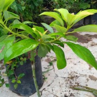 A+ Bibit Tanaman Buah Alpukat Markus Jual