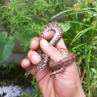 Morelia spilota / carpet python