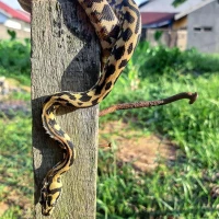 Morelia spilota / sanca carpet python