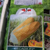 bibit jagung manis secada f1 kemasan besar