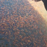 Bibit ikan mas,nila hitam/mujair,nila merah,nila give,patin,bawal.dll