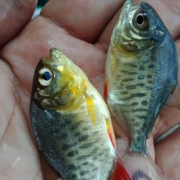 bibit ikan bawal