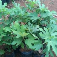 Pohon Tin Bibit Tin Tanaman Tin Daun Tin Buah Tin Green Yordan