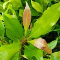 bibit pohon cengkeh asli bogor