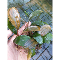 Jual Tiger Bucephalandra Tanaman  Aquascape  Buce Tanaman  