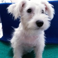 Jual Anjing Anakan Di D I Yogyakarta Harga Terbaru 2019 Tokopedia