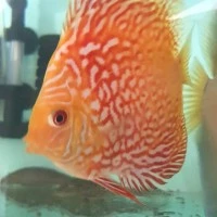ikan discus pigeon 4in