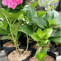 bibit panca warna