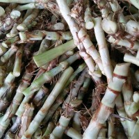 Bibit Rumput Odot Pakan Ternak Kambing Domba Sapi