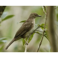 Jual Burung Pelanduk Semak Kota Surabaya Jenggot Birdshop