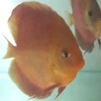 ikan discus san merah 4in