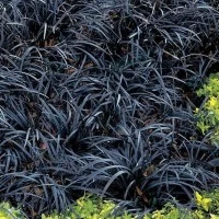 bibit rumput hitam