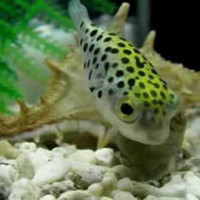 Jual Ikan Hias Air Tawar Mini Puffer Ikan Buntal Aquarium