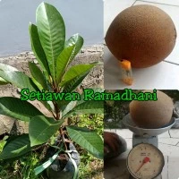 Bibit Tanaman Mamey Sapote Tazumal