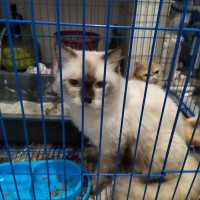 Info Kucing Himalaya Katalog.or.id Info Kucing Himalaya Katalog.or.id