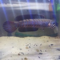 72+ Gambar Hewan Ikan Peyang Gratis Terbaru