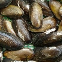 Kijing (Kerang Sungai)