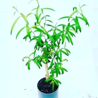 bibit tanaman kayu manis