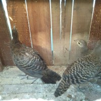 87+ Gambar Ayam Hutan Hijau Betina HD 87+ Gambar Ayam Hutan Hijau Betina HD