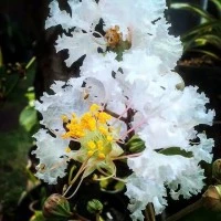 bibit tanaman sakura putih