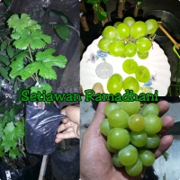 Bibit Tanaman Anggur Shine Muscat