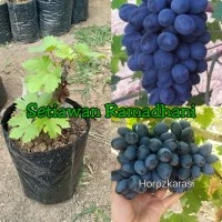 Bibit Tanaman Anggur Horozkarasi