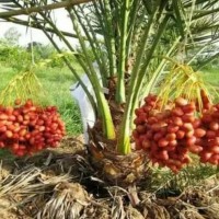 Kw1 Jual Bibit Buah Kurma Tropis Thailand Super A+