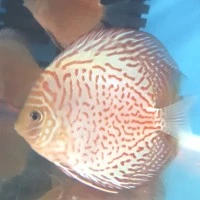 ikan discus leopard 4 in
