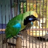 Jual Cucak Di Kota Bekasi Harga Terbaru 2020 Tokopedia