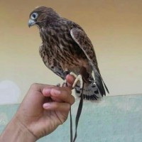 870 Foto Gambar Burung Alap Alap Hd Paling Keren Gambar Burung