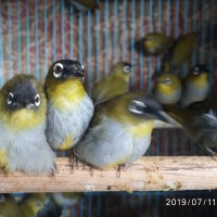 Jual Pleci Papua Jakarta Pusat Tunas Jaya Pasar Pramuka