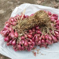 BAWANG MERAH SUPER DAN BIBIT BAWANG MERAH VARIETES THAILAND NGANJUK