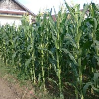 Bibit Buah Benih Bibit Biji Buah Jagung Unggul Bisi- 2 Dm12
