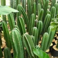 kaktus koboi