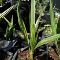R01 Jual Bibit Buah Kurma Tropis Thailand Super 12Rr