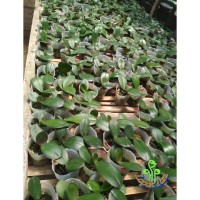 JUAL BIBIT TANAMAN BUNGA ANGGREK BULAN REMAJA HYBRID MURAH HOT