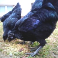 86 Gambar Ayam Cemani Dan Harganya Paling Bagus 86 Gambar Ayam Cemani Dan Harganya Paling Bagus