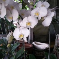 JUAL ANGGREK BULAN SUPER / BUNGA / BIBIT / KEMBANG / TANAMAN / HIAS