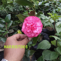 Bibit Bunga Camelia atau mawar camelia pohon hidup bukan biji