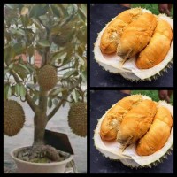 BIBIT DUREN TABULAMPOT TANAMAN BUAH DALAM POT 2 BIBIT
