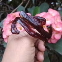 Gelang akar bahar merah kristal 19