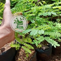 JUAL BIBIT POHON FLAMBOYAN MERAH-TANAMAN HIAS-TAMAN BUNGA MURAH