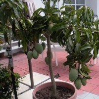 BIBIT MANGGA tanaman buah dalam pot TABULAMPOT 2 bibit